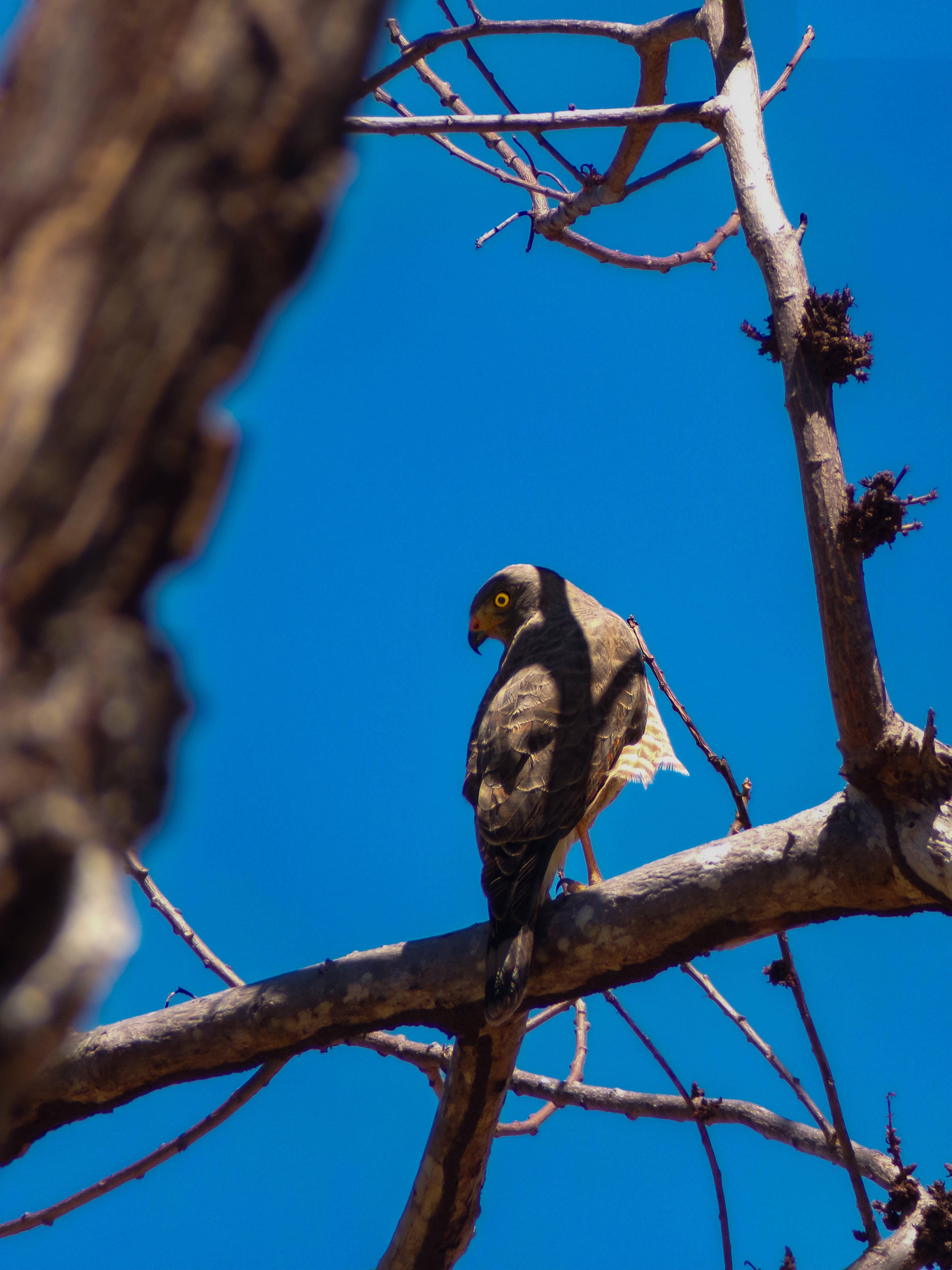 Roadside Hawk (Rupornis magnirostris)