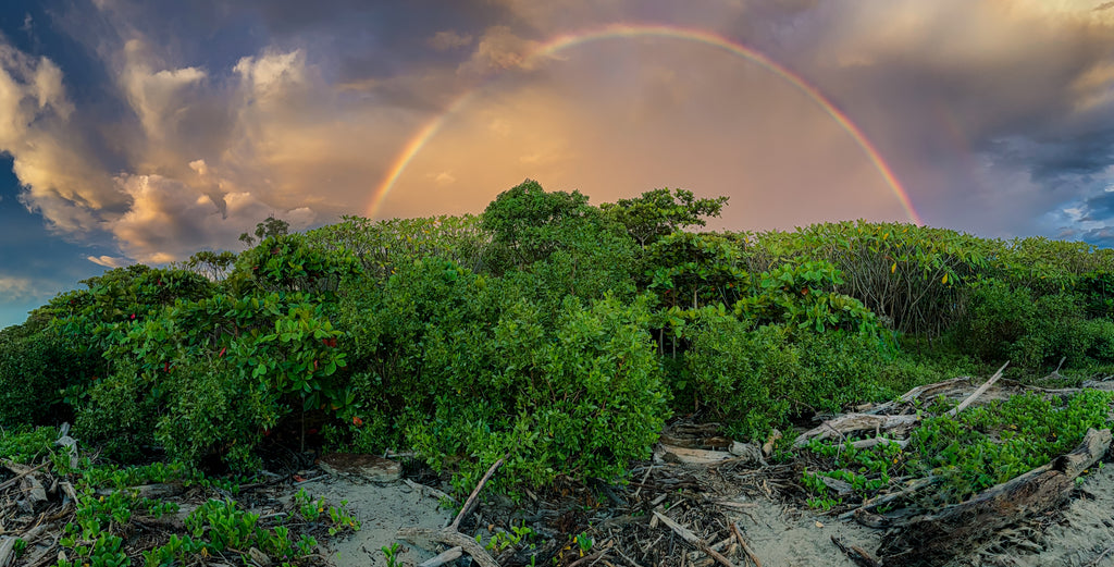 After the Storm, Light Remains