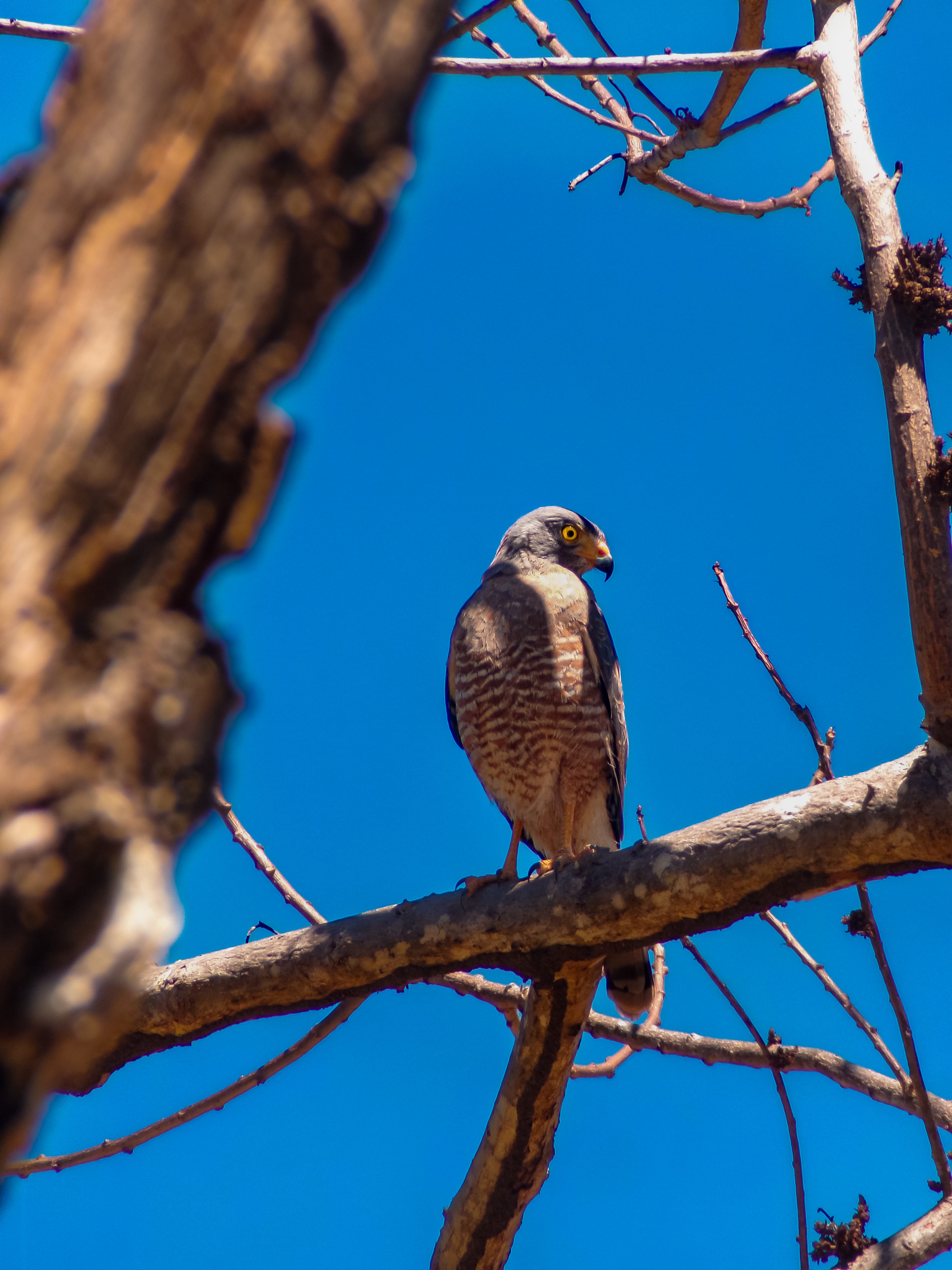 Roadside Hawk (Rupornis magnirostris)