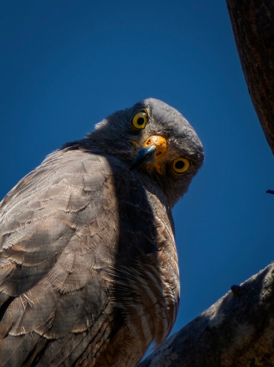 Roadside Hawk (Rupornis magnirostris)