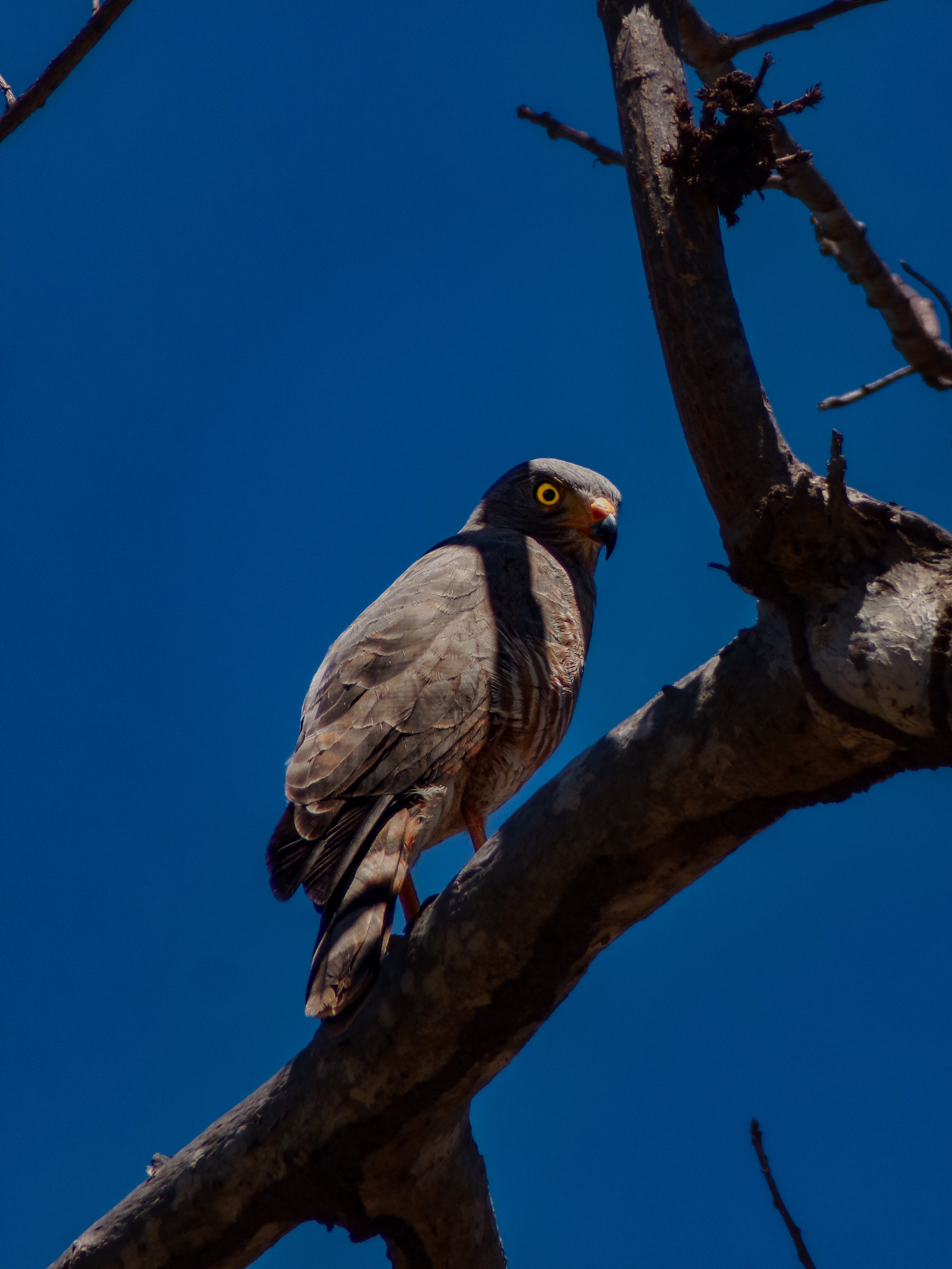 Roadside Hawk (Rupornis magnirostris)