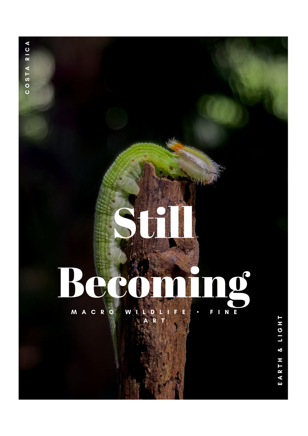 Still Becoming
