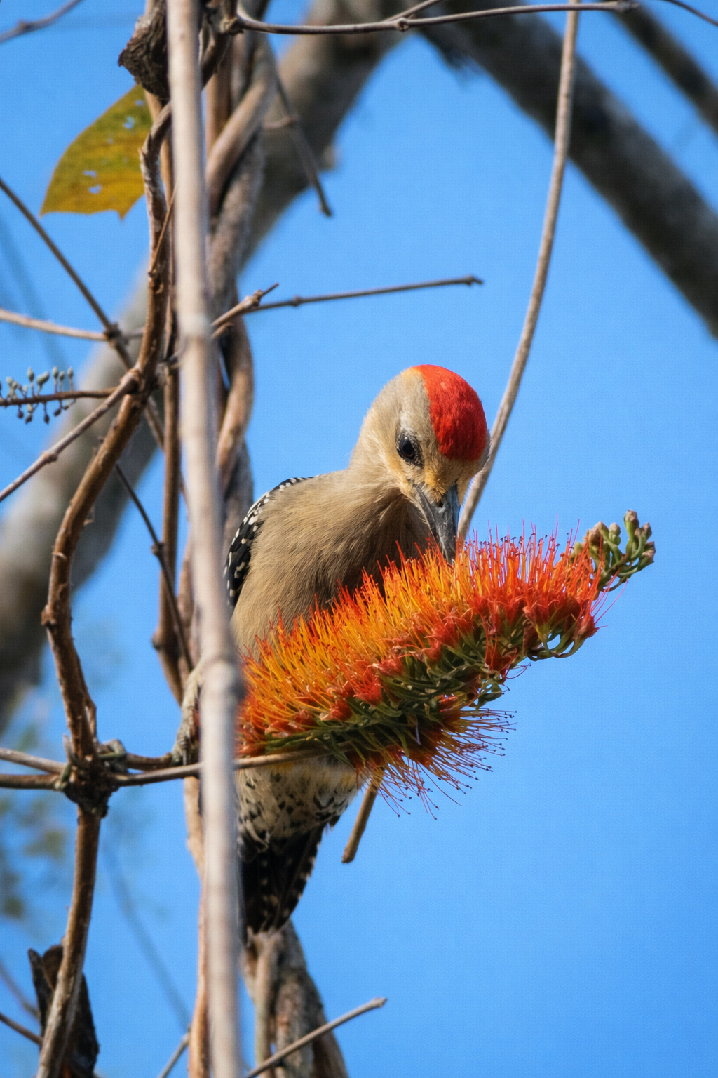 Red-Crowned Woodpecker