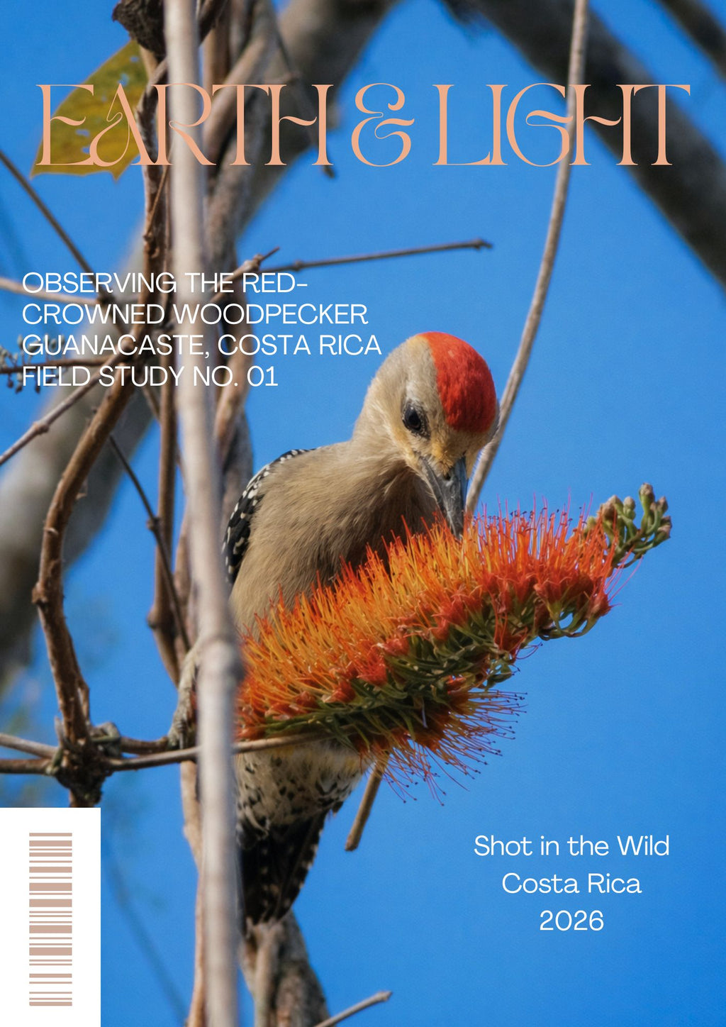 Red-Crowned Woodpecker