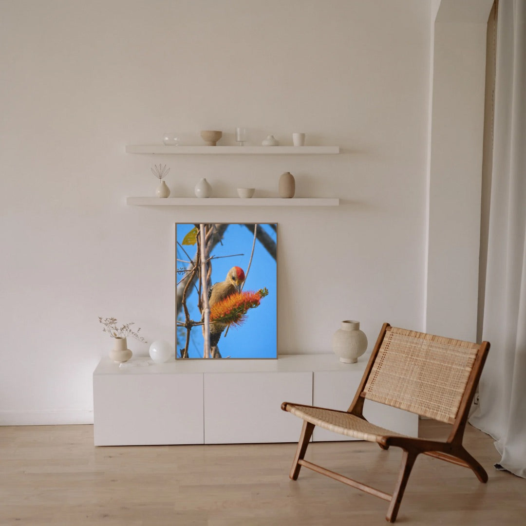 Red-Crowned Woodpecker