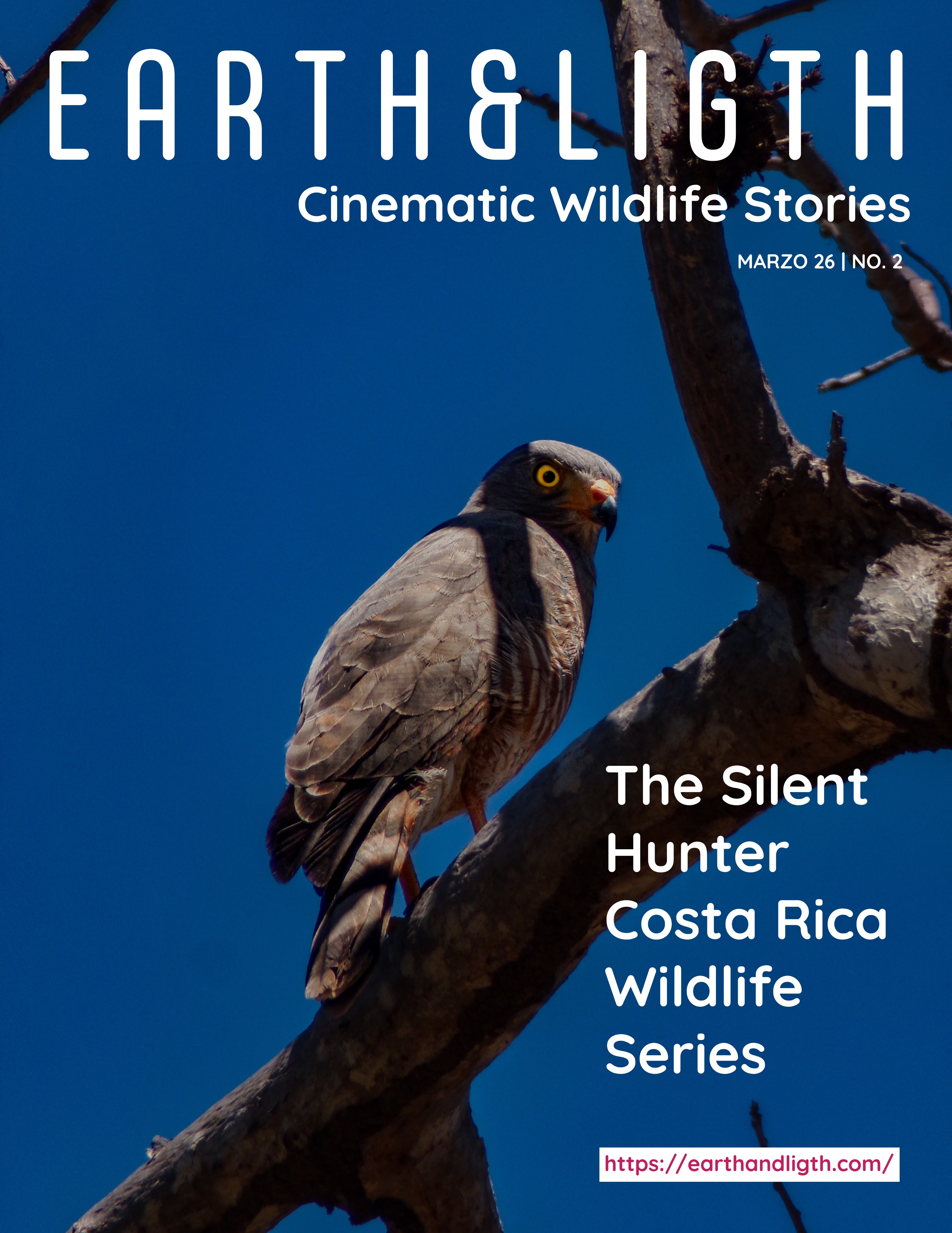 Roadside Hawk (Rupornis magnirostris)