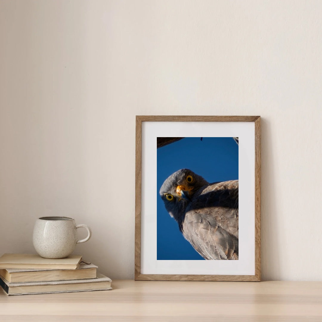 Roadside Hawk (Rupornis magnirostris)