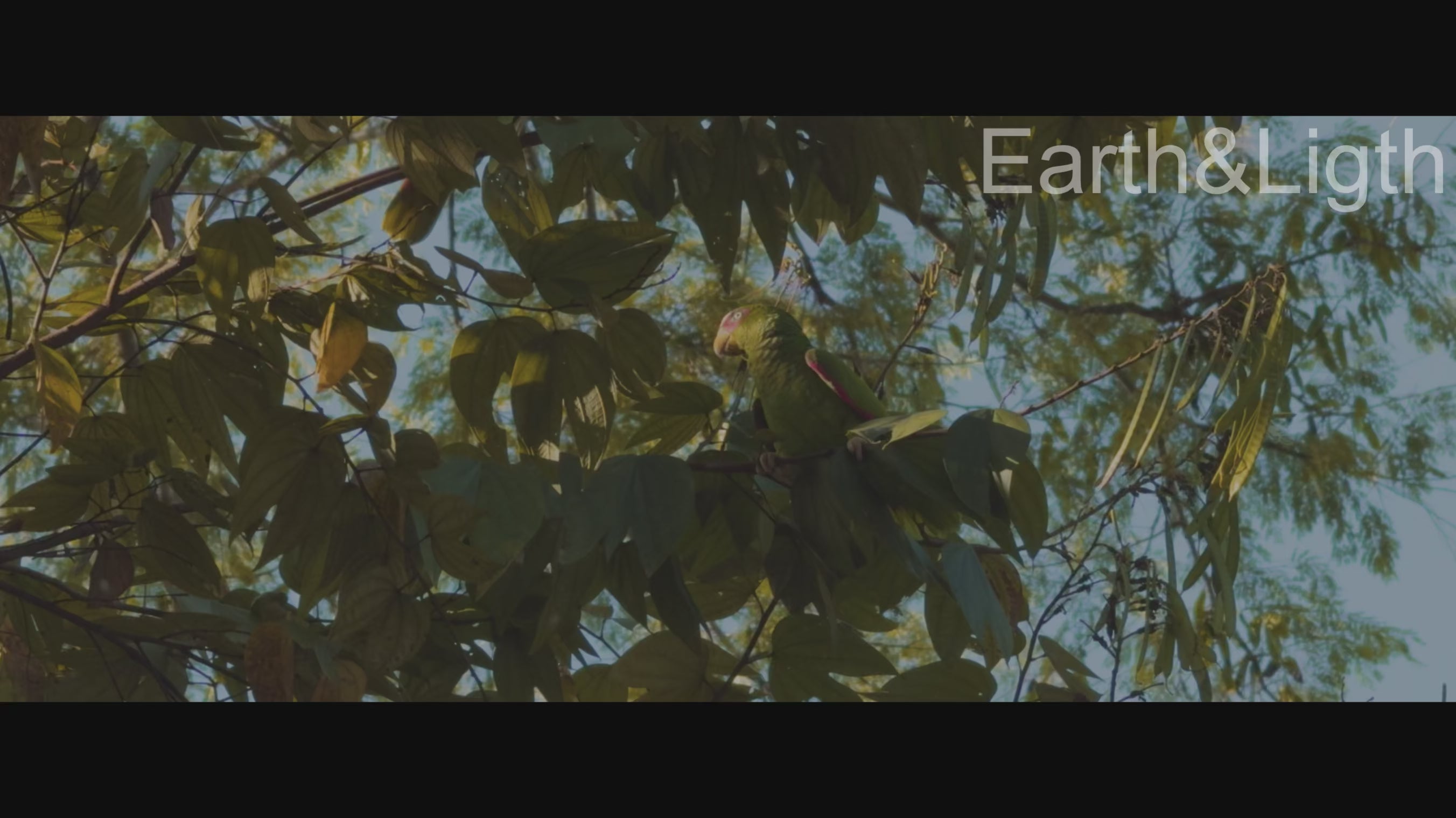 Hidden in the Canopy