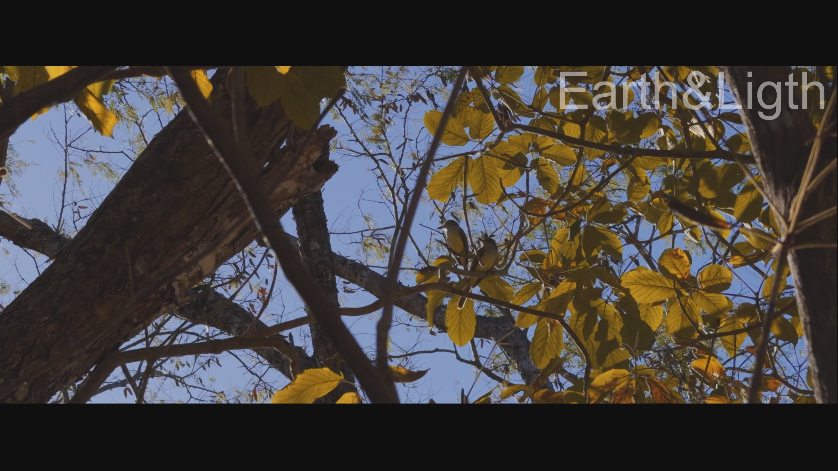 Among Quiet Branches